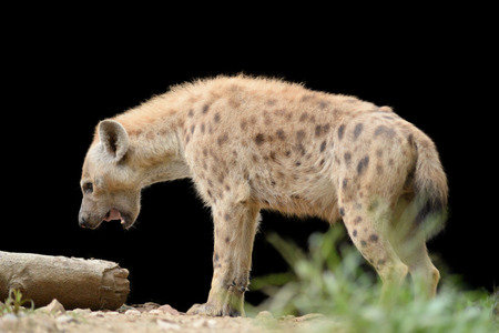 Behavior of spotted hyenaの写真素材