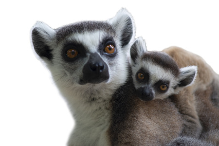 Ring tailed lemurs and their baby on backの写真素材