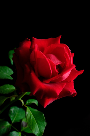 Roses for romantic Valentines Festivalの写真素材