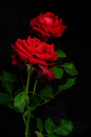 Roses for romantic Valentines Festivalの写真素材