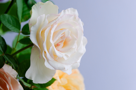 Roses for romantic Valentines Festivalの写真素材
