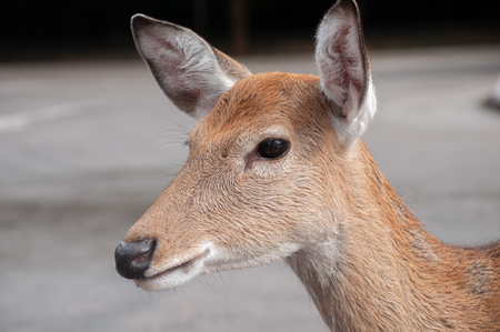 Female deer in large flocks .の写真素材