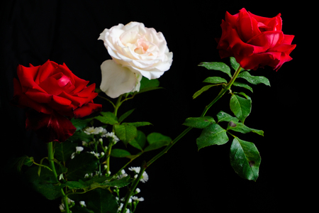 Roses for romantic Valentines Festivalの写真素材