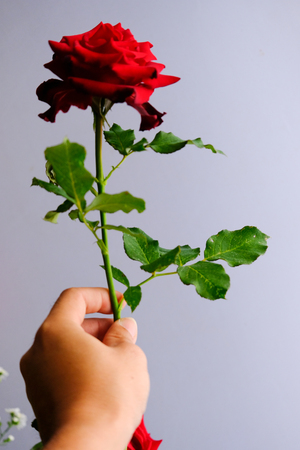 Roses for romantic Valentines Festivalの写真素材