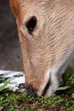 Sika deer are grazing on the ground.の写真素材