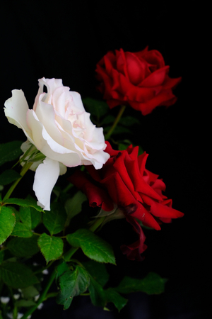Roses for romantic Valentines Festivalの写真素材
