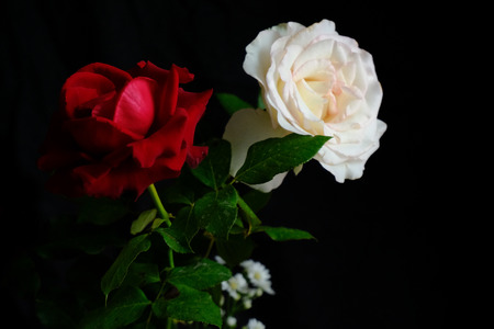 Roses for romantic Valentines Festivalの写真素材
