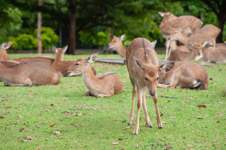 Female deer in large flocks are restingの写真素材