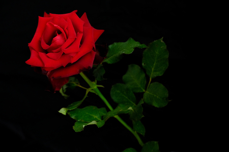 Roses for romantic Valentines Festivalの写真素材