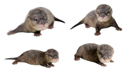 4 acction of baby otter on the floorの写真素材