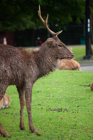 The male deer that is dirty is usually a sergeant.の写真素材