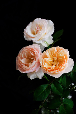 Roses for romantic Valentines Festivalの写真素材