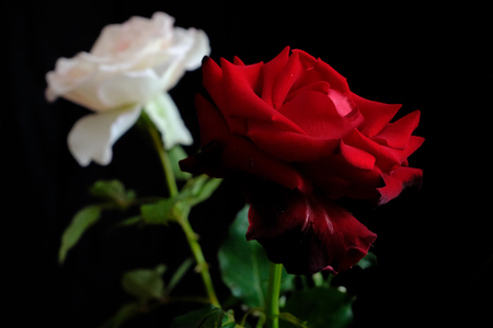 Roses for romantic Valentines Festivalの写真素材