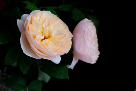 Roses for romantic Valentines Festivalの写真素材
