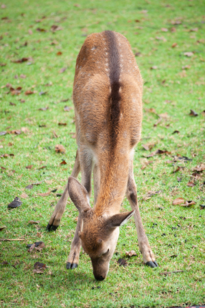 Young sika deer  in the fieldの写真素材
