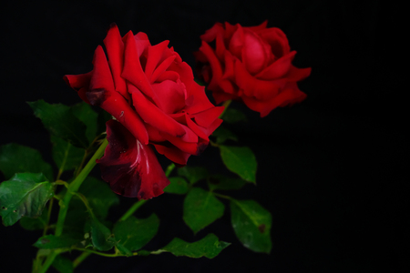 Roses for romantic Valentines Festivalの写真素材
