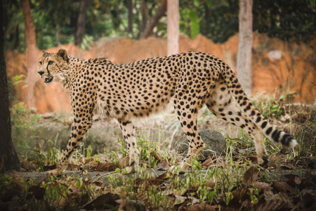 Cheetahs have âtear marksâ that run from the inside corners of their eyes down to the outside edges of their mouth.の写真素材