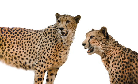 Cheetahs have â€œtear marksâ€ that run from the inside corners of their eyes down to the...