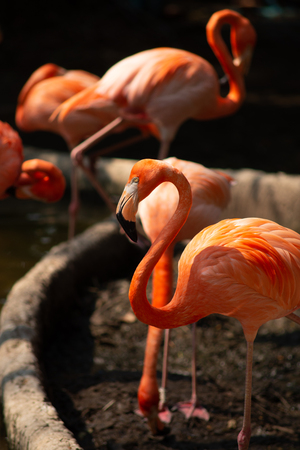 American flamingo behavior while resting during the dayの写真素材