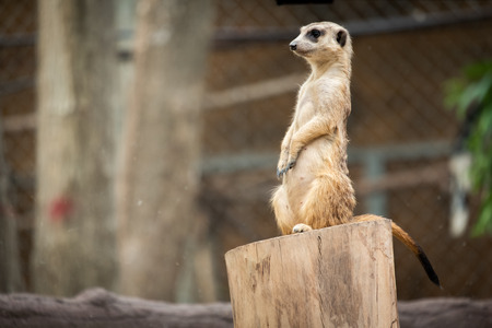 Meerkat's behavior during the dayの写真素材