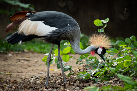 Crowned Crane's behavior during the dayの写真素材
