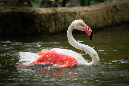 The flamingo lives in mudflats and shallow coastal lagoons with salt waterの写真素材