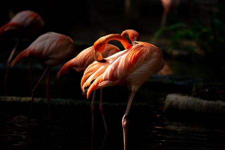 American flamingo behavior while resting during the dayの写真素材