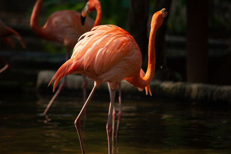 American flamingo behavior while resting during the dayの写真素材