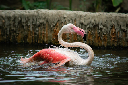 The flamingo lives in mudflats and shallow coastal lagoons with salt waterの写真素材
