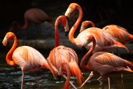 American flamingo behavior while resting during the dayの写真素材