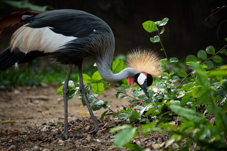 Crowned Crane's behavior during the dayの写真素材