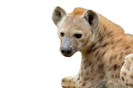 Behavior of spotted hyenaの写真素材