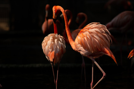 American flamingo behavior while resting during the dayの写真素材
