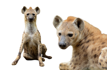 Behavior of spotted hyenaの写真素材