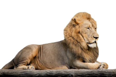 The big male lion is resting during the day.の写真素材