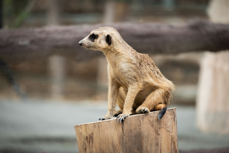 Meerkat's behavior during the dayの写真素材