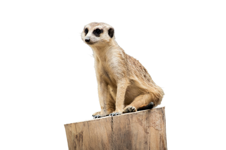 Meerkat's behavior during the dayの写真素材