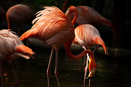 American flamingo behavior while resting during the dayの写真素材