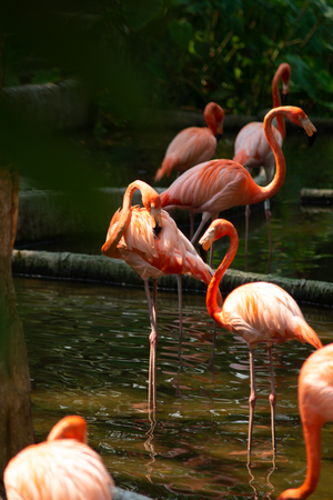 American flamingo behavior while resting during the dayの写真素材