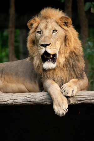 The big male lion is resting during the day.の写真素材