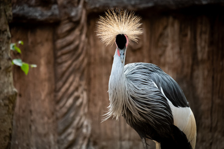 Crowned Crane's behavior during the dayの写真素材