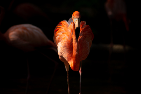 American flamingo behavior while resting during the dayの写真素材