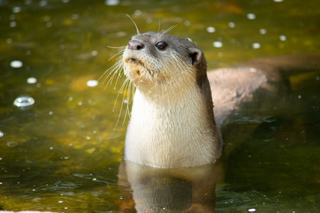 Otters have the thickest fur coat in the worldの写真素材