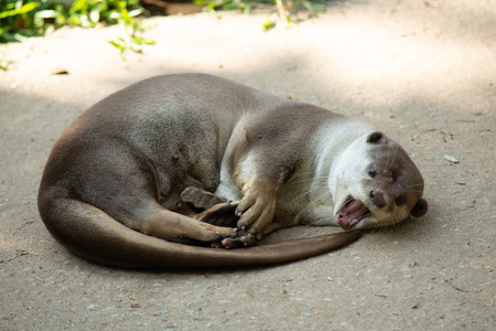Otters have the thickest fur coat in the worldの写真素材
