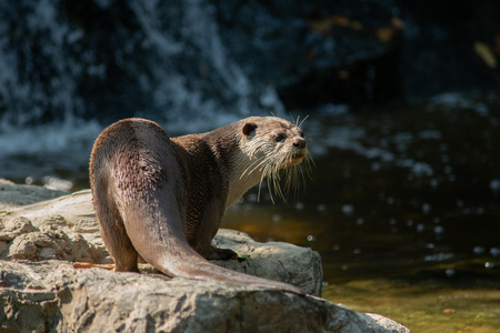 Otters have the thickest fur coat in the worldの写真素材