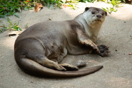Otters have the thickest fur coat in the worldの写真素材