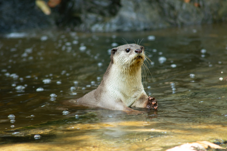 Otters have the thickest fur coat in the worldの写真素材