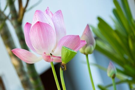 Lotus is a flower that symbolizes happiness and peace of Buddhists.の写真素材