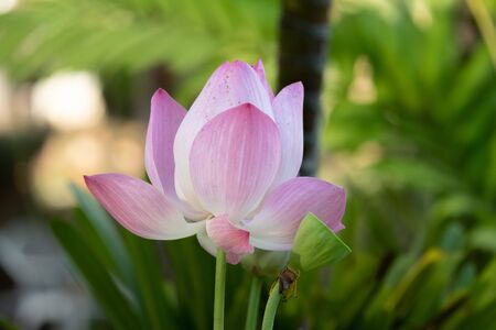 Lotus is a flower that symbolizes happiness and peace of Buddhists.の写真素材