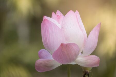 Lotus is a flower that symbolizes happiness and peace of Buddhists.の写真素材